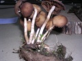 ARMILLARIA  MELLEA